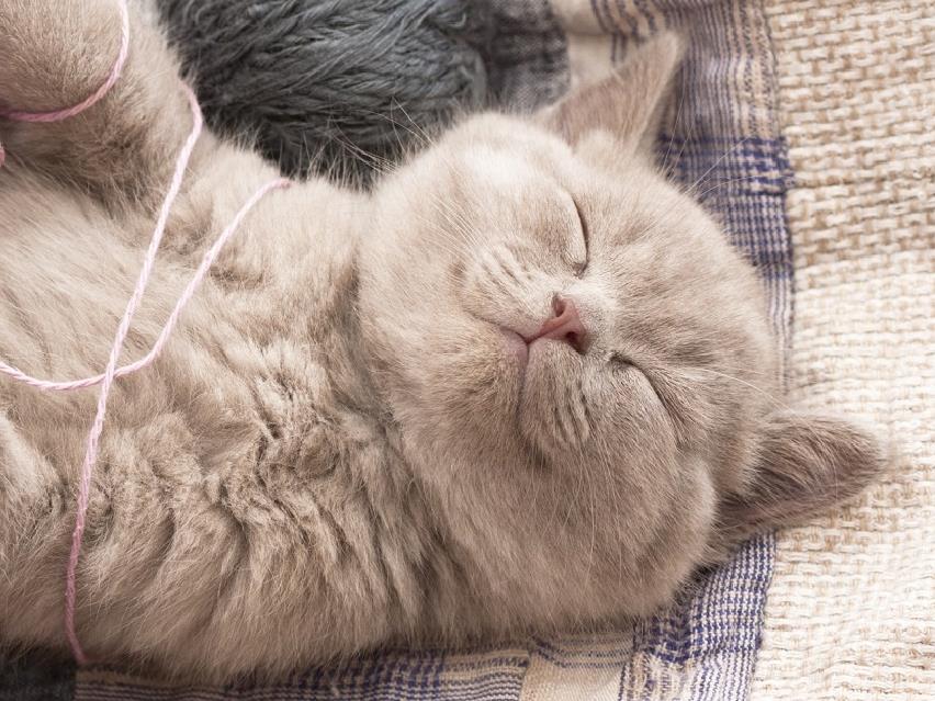 Stottende Ernaering For Katter Med Allergi